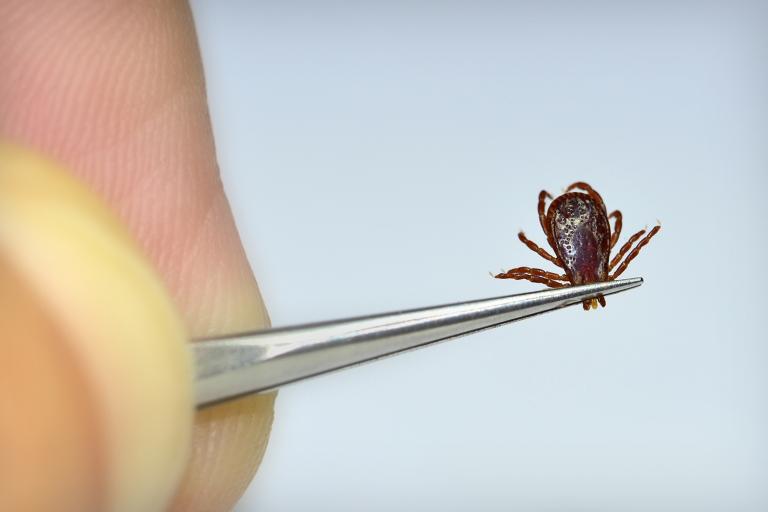 a tick being held with a pair of tweezers